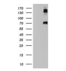 CD68 Antibody