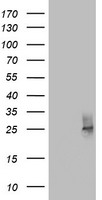 CD63 Antibody