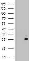 MRPS11 Antibody