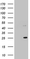 MRPS11 Antibody