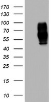 MSR1 Antibody