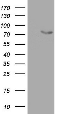 OAS2 Antibody
