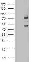 OAS2 Antibody