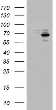 DDX56 Antibody