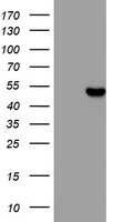 CSNK1G2 Antibody