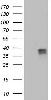 CD63 Antibody