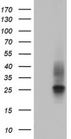 CD63 Antibody