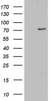 OAS2 Antibody