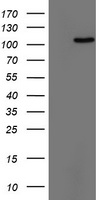 TIF1 alpha Antibody