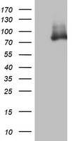 OAS2 Antibody