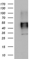 Macrophage Scavenger Receptor I Antibody