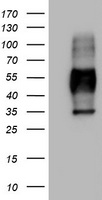 Macrophage Scavenger Receptor I Antibody