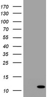 B2M Antibody