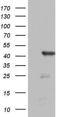 FEN1 Antibody