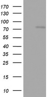 OAS2 Antibody