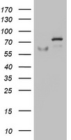 OAS2 Antibody