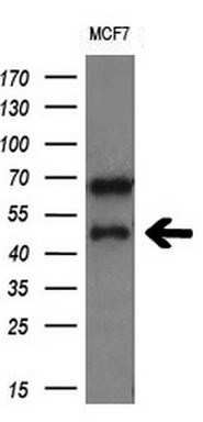 CD4 Antibody
