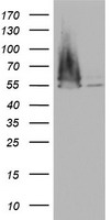 FEN1 Antibody
