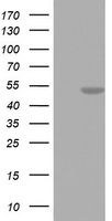 FEN1 Antibody