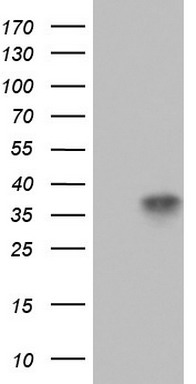 CD63 Antibody