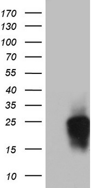 CD63 Antibody