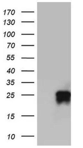 CD63 Antibody