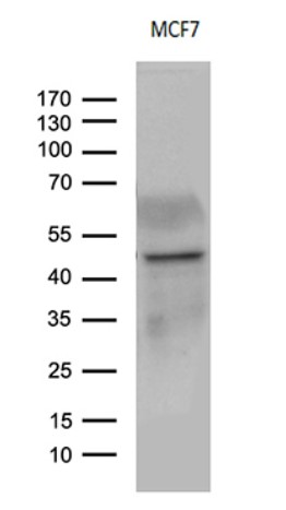 CD63 Antibody