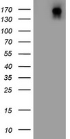 DOT1L Antibody