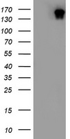 DOT1L Antibody
