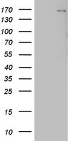 DOT1L Antibody