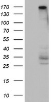 DOT1L Antibody