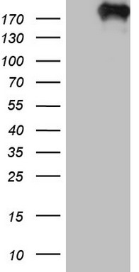 Topoisomerase II alpha Antibody