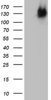 BRCA1 Antibody