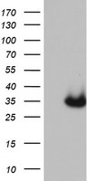 CDX2 Antibody
