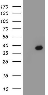 CDX2 Antibody
