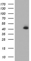 CDX2 Antibody