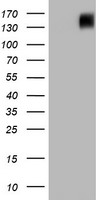 BRCA1 Antibody