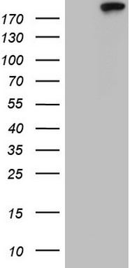 Topoisomerase II alpha Antibody