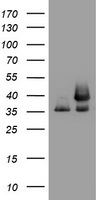GAPDH Antibody