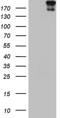 Topoisomerase II alpha Antibody