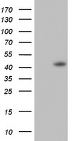 CDX2 Antibody