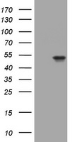 KRT20 Antibody