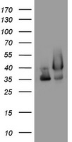 GAPDH Antibody