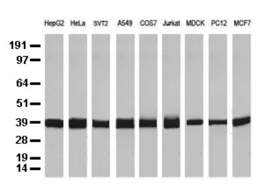 GAPDH antibody