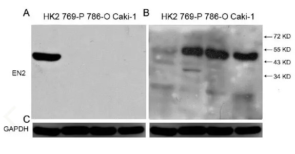 GAPDH antibody