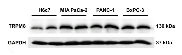 GAPDH antibody