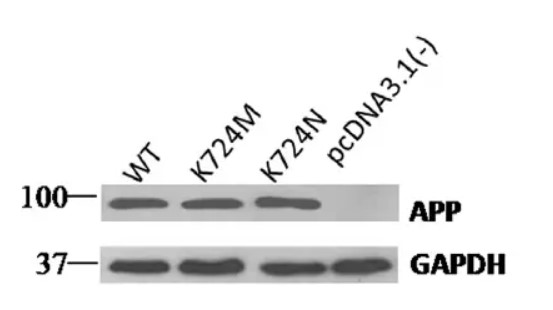 GAPDH antibody