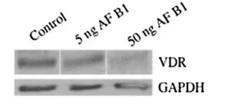 GAPDH antibody