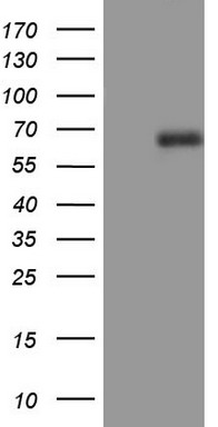 CD5 Antibody