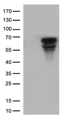 CD5 Antibody